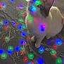 Miya a rejoint le concours — aidez-le/la à gagner de superbes lots ! cat, animal, pet, floor, light_spots, colorful_lights, indoor, curious, sitting, feline, blurred_lights, reflection, decorative_lights, white_cat, brown_spots, playful, shiny_surface, bright, colorful, festive