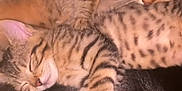 Missi a rejoint le concours — aidez-le/la à gagner de superbes lots ! cat, tabby, sleeping, cozy, pet, feline, animal, domestic, fur, whiskers, paws, resting, cute, companion, indoor, closeup, mammal, peaceful, snuggling, blanket
