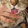 cat, tabby_cat, tongue_out, green_eyes, whiskers, feline, pet, close_up, blurry, hand, holding, fur, domestic_animal, animal, cute, soft_texture, blanket, resting, indoor, playful