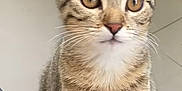 Caramela participe au concours pour gagner de l'argent avec cette photo : cat, kitten, tabby, pet, animal, feline, whiskers, ears, eyes, floor, indoor, curious, sitting, cute, young, fur, striped, paws, domestic, closeup