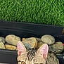 Caramela participe au concours pour gagner de l'argent avec cette photo : cat, tabby, pet, animal, feline, ears, whiskers, eyes, fur, stone, planter, grass, indoor, closeup, curious, sitting, domestic, background, nature, cute