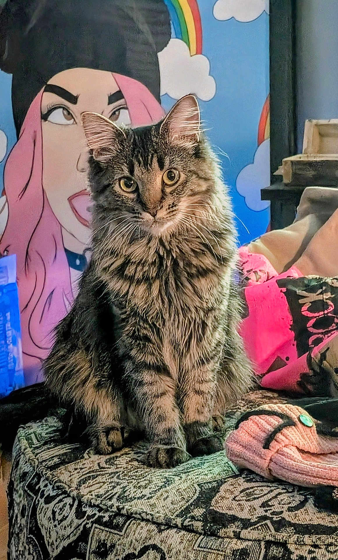 Mio joined the competition — help win amazing prizes! cat, tabby_cat, fluffy, sitting, portrait, indoor, patterned_surface, mural, cartoon, pink_hair, rainbow, colorful, feline, pet, whiskers, ears, eyes, fur, decor, cozy