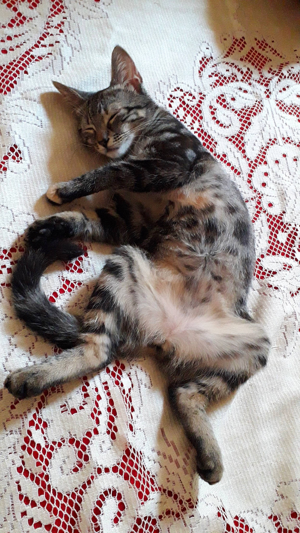 Gribouille participe au concours pour gagner de l'argent avec cette photo : american_shorthair, asian, bengal, carnivore, cat, claw, domestic_short_haired_cat, dragon_li, egyptian_mau, european_shorthair, felidae, fur, kitten, mammal, pixie_bob, small_to_medium_sized_cats, tabby_cat, tail, toyger, whiskers