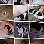 Lilly is registered to the contest to win money with this photo: dog, puppy, sleeping, couch, blanket, human, indoor, toy, collage, resting, black_and_white, pet, carpet, bed, pillow, relaxing, person, wearing_glasses, casual, home