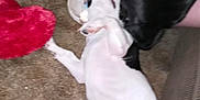 Lilly is registered to the contest to win money with this photo: dog, black_dog, white_dog, carpet, playful, indoor, toy, plush_toy, pink_cloth, floor, pets, animal, pet_interaction, white_and_black, lying_down, closeup, home, fun, two_dogs, canine