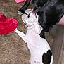 dog, black_dog, white_dog, carpet, playful, indoor, toy, plush_toy, pink_cloth, floor, pets, animal, pet_interaction, white_and_black, lying_down, closeup, home, fun, two_dogs, canine