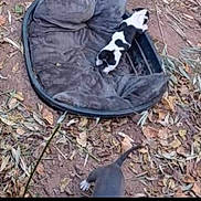 Lilly is registered to the contest to win money with this photo: puppy, dog_bed, outdoor, dirt, leaves, black_and_white, gray, animal, pet, young_dog, nature, ground, furry, canine, small_dog, resting_place, domestic_animal, exploring, playful, casual