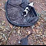 puppy, dog_bed, outdoor, dirt, leaves, black_and_white, gray, animal, pet, young_dog, nature, ground, furry, canine, small_dog, resting_place, domestic_animal, exploring, playful, casual