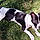 Lilly
