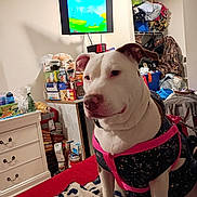 Diamond joined the competition — help win amazing prizes! dog, white_dog, harness, bed, blanket, leopard_print, indoor, television, cartoon, food_items, shelf, clutter, room, furniture, drawer, plastic_bags, camo_jacket, red_bedspread, pet, animal