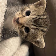Miss Shitty Kitty is registered to the contest to win money with this photo: kitten, tabby, cat, closeup, cute, feline, whiskers, soft, blanket, cozy, pet, young, animal, fur, indoors, curious, small, face, ears, sleepy