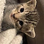 kitten, tabby, cat, closeup, cute, feline, whiskers, soft, blanket, cozy, pet, young, animal, fur, indoors, curious, small, face, ears, sleepy