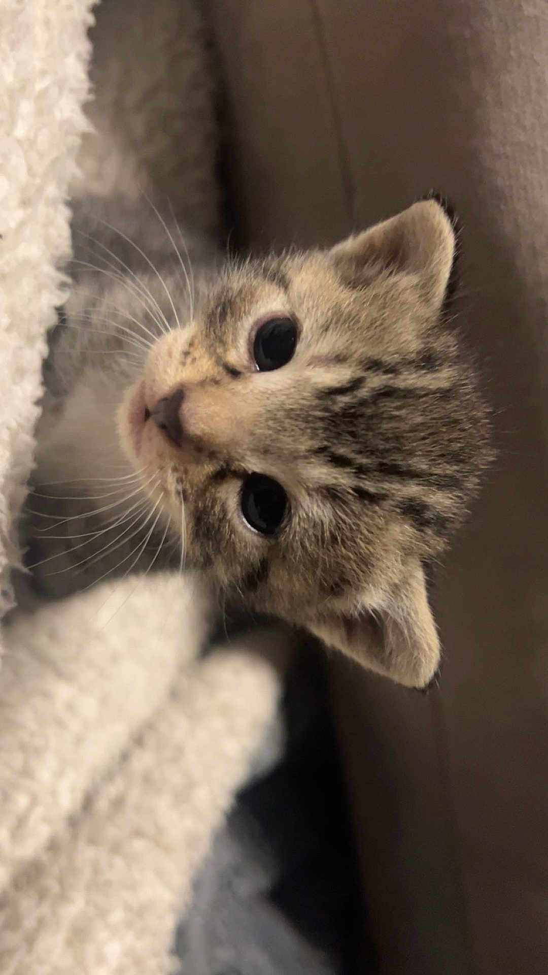 Miss Shitty Kitty is registered to the contest to win money with this photo: kitten, tabby, cat, closeup, cute, feline, whiskers, soft, blanket, cozy, pet, young, animal, fur, indoors, curious, small, face, ears, sleepy