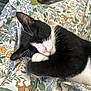 cat, sleeping, black_and_white, pet, animal, cozy, blanket, floral_pattern, indoor, cute, fur, whiskers, paw, resting, domestic_animal, relaxation, comfort, snug, pink_nose, close_up