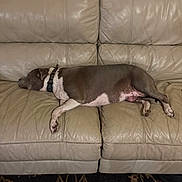 Raindrop joined the competition — help win amazing prizes! brown, canine, carpet, collar, couch, dog, domestic_animal, floor, furniture, indoor, leather, living_room, nap, pet, quiet, relaxed, resting, side_view, sleeping, white