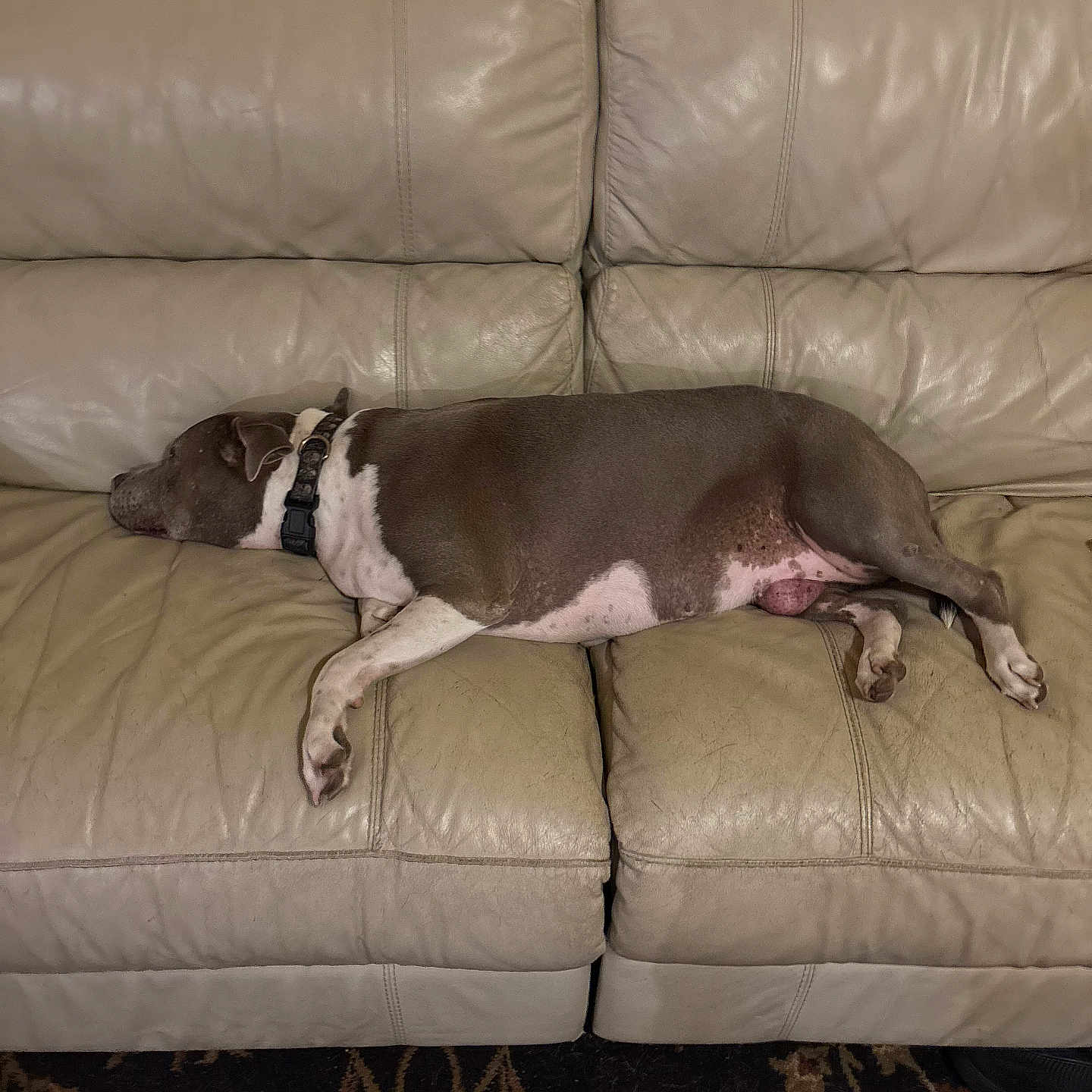 Raindrop joined the competition — help win amazing prizes! brown, canine, carpet, collar, couch, dog, domestic_animal, floor, furniture, indoor, leather, living_room, nap, pet, quiet, relaxed, resting, side_view, sleeping, white