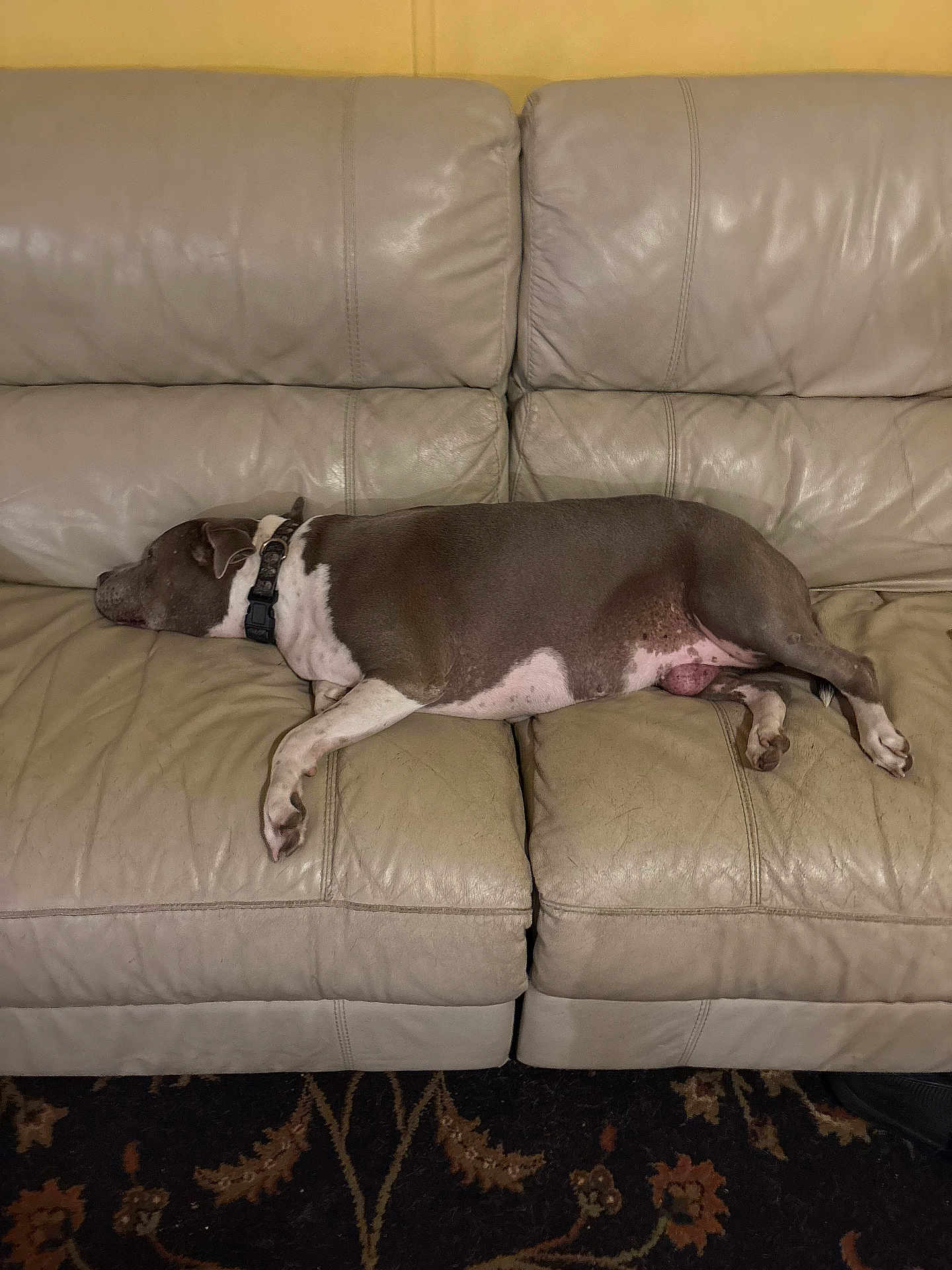 Raindrop joined the competition — help win amazing prizes! brown, canine, carpet, collar, couch, dog, domestic_animal, floor, furniture, indoor, leather, living_room, nap, pet, quiet, relaxed, resting, side_view, sleeping, white