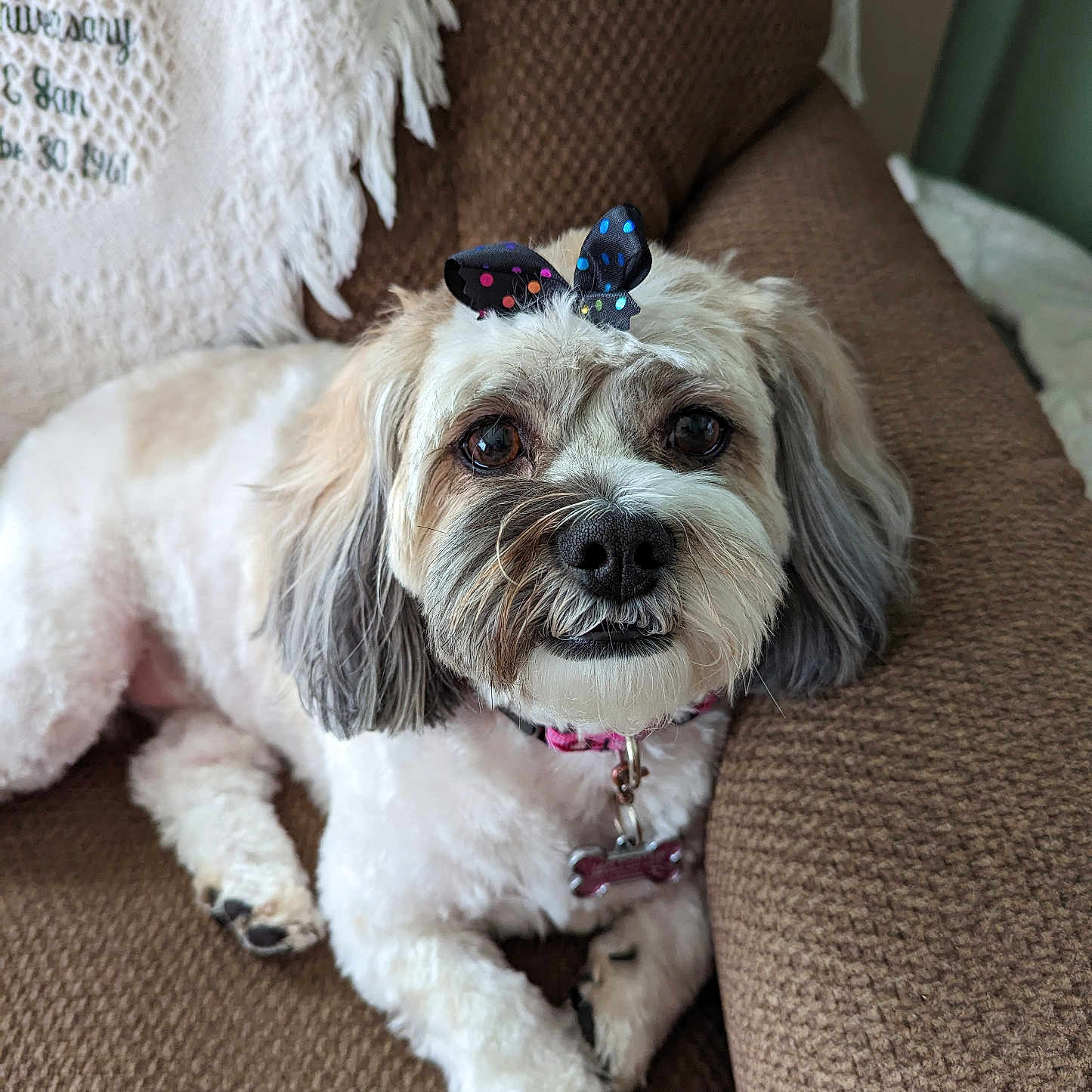 Bella joined the competition — help win amazing prizes! adorable, animal, armchair, bow, brown, closeup, companion, cute, cute_pet, dog, domestic, fluffy, friendly, fur, indoor, pet, portrait, relaxed, sitting, white