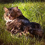 London is registered to the contest to win money with this photo: cat, tabby, fur, grass, outdoor, sunlight, animal, pet, relaxed, nature, mammal, whiskers, ears, eyes, wildlife, daylight, greenery, resting, feline, closeup