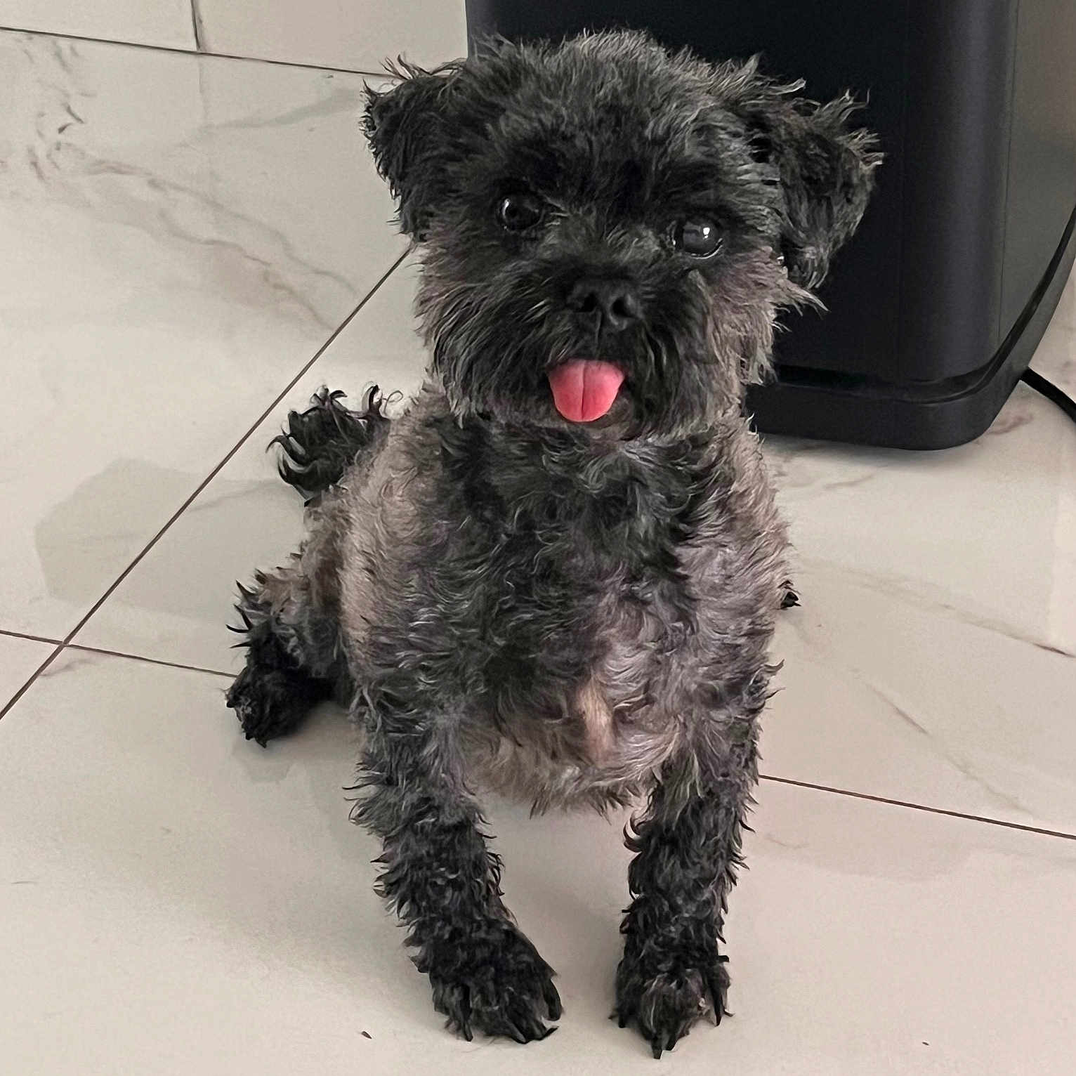 Rocky joined the competition — help win amazing prizes! animal, black_dog, canine, companion, curly_fur, cute, dog, domestic_animal, floor, fur, household, indoor, paw, pet, pet_portrait, playful, sitting, small_dog, tile_floor, tongue_out
