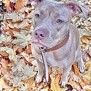 Bulma participe au concours pour gagner de l'argent avec cette photo : animal, autumn, background, brown_dog, canine, closeup, collar, cute, dog, ears, expression, fall_leaves, fur, leaves, nature, outdoor, pet, portrait, seasonal, sitting