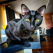 Chapi a rejoint le concours — aidez-le/la à gagner de superbes lots ! black_cat, cat, pet, indoor, green_eyes, feline, animal, whiskers, ears, fur, domestic_cat, closeup, curious, household, furniture, table, reflection, looking, portrait, cozy