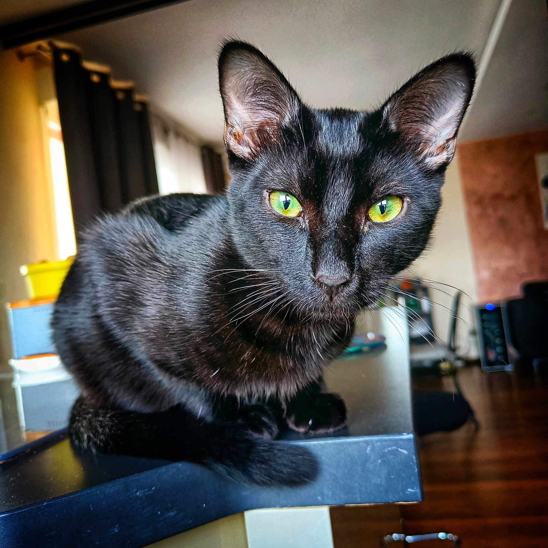Chapi a rejoint le concours — aidez-le/la à gagner de superbes lots ! animal, black_cat, cat, closeup, cozy, curious, domestic_cat, ears, feline, fur, furniture, green_eyes, household, indoor, looking, pet, portrait, reflection, table, whiskers