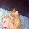 Milo joined the competition — help win amazing prizes! cat, orange_tabby, sleeping, hand, tattoo, wristband, blanket, cozy, indoor, pet, fur, relaxed, human, animal, comfort, resting, closeup, paw, cute, domestic_cat
