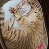 Milo is registered to the contest to win money with this photo: cat, ginger_cat, tabby, pet, animal, feline, bed, plush_toy, cozy, relaxed, wooden_floor, indoor, paw, cute, sleepy, striped, resting, playful, domestic_animal, comfortable