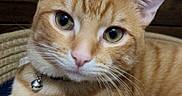 Milo is registered to the contest to win money with this photo: cat, orange_tabby, pet, animal, feline, collar, bell, whiskers, fur, green_eyes, domestic_cat, cute, relaxed, indoor, portrait, laying, soft_blanket, wooden_background, closeup, curious