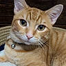 cat, orange_tabby, pet, animal, feline, collar, bell, whiskers, fur, green_eyes, domestic_cat, cute, relaxed, indoor, portrait, laying, soft_blanket, wooden_background, closeup, curious