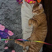 Milo joined the competition — help win amazing prizes! cat, orange_tabby, sleeping, pillow, plush_toys, gray_rug, indoor, cozy, resting, pet, feline, colorful, soft, toy, animal, relaxed, cute, fur, domestic_cat, nap