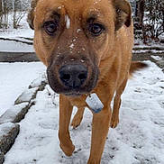 Rocky is registered to the contest to win money with this photo: animal, bare_branches, brown_dog, canine, closeup, cold, curious, daytime, dog, fur, ground, nature, outdoor, pet, snow, snowflakes, tag, tree, walking, winter