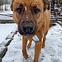 animal, bare_branches, brown_dog, canine, closeup, cold, curious, daytime, dog, fur, ground, nature, outdoor, pet, snow, snowflakes, tag, tree, walking, winter