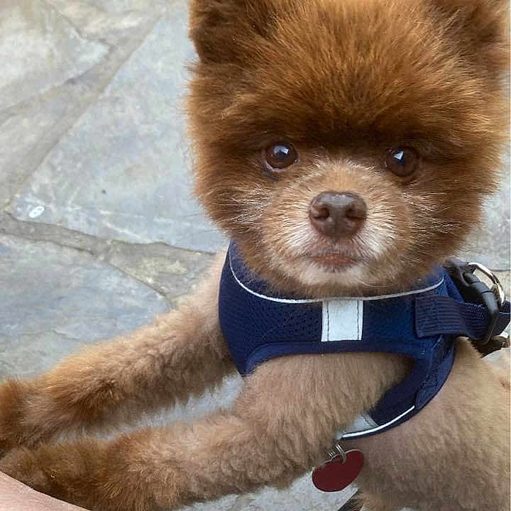 Bear is registered to the contest to win money with this photo: animal, brown_fur, canine, closeup, companion, cute, dog, domestic_animal, fluffy, friendly, fur, harness, leash, looking_up, muzzle, outdoor, paw, pet, small_dog, stone_pavement