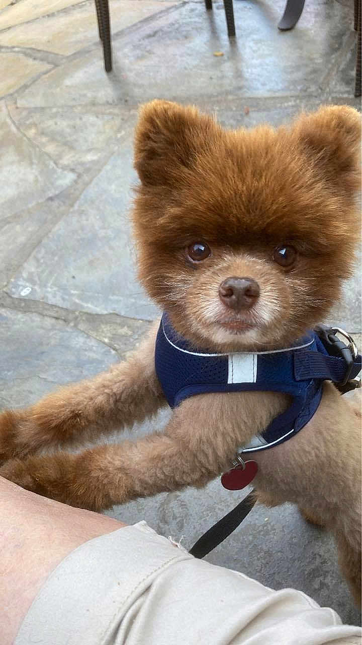 Bear is registered to the contest to win money with this photo: dog, brown_fur, pet, harness, animal, cute, fluffy, paw, outdoor, stone_pavement, leash, closeup, small_dog, looking_up, canine, companion, friendly, domestic_animal, fur, muzzle