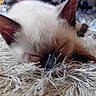 kitten, cat, sleeping, indoor, rug, shaggy_rug, siamese_cat, feline, pet, animal, resting, cozy, blurred_background, black_and_white_cat, domestic_cat, closeup, fur, whiskers, ears, quiet