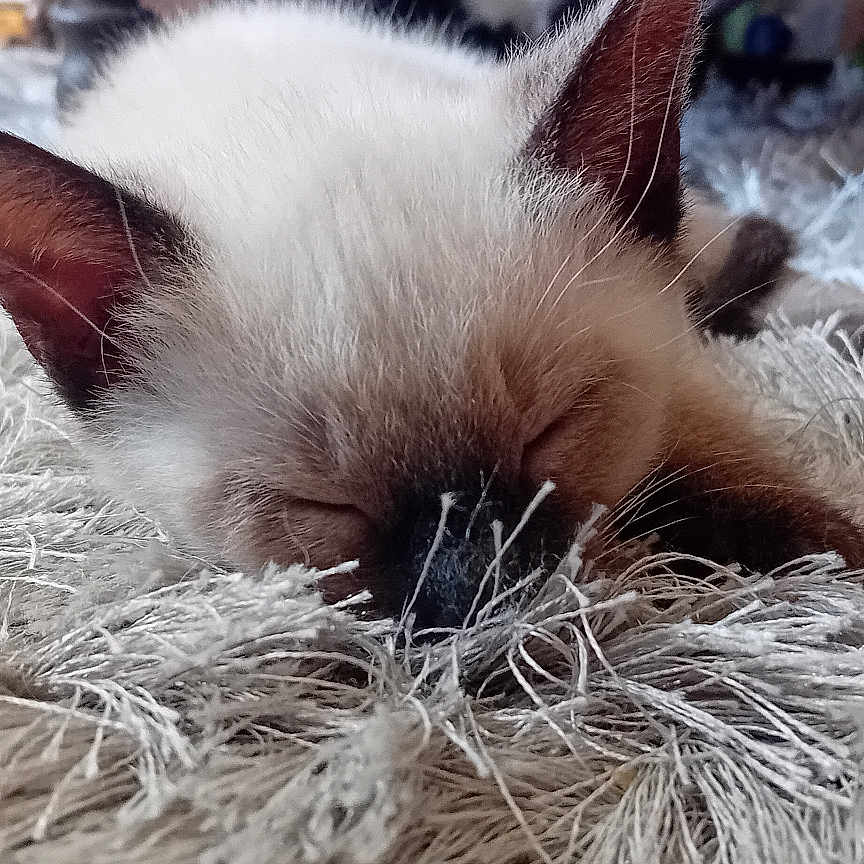 Saurahya a rejoint le concours — aidez-le/la à gagner de superbes lots ! kitten, cat, sleeping, indoor, rug, shaggy_rug, siamese_cat, feline, pet, animal, resting, cozy, blurred_background, black_and_white_cat, domestic_cat, closeup, fur, whiskers, ears, quiet