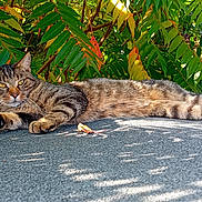 Shakxxx participe au concours pour gagner de l'argent avec cette photo : cat, tabby_cat, outdoor, sunlight, pavement, leafy_background, green_leaves, relaxed, animal, pet, nature, resting, feline, striped, summer, shade, wildlife, closeup, daytime, mammal