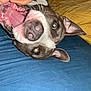 dog, pet, playful, mouth_open, bed, blue_bed, yellow_blanket, ears, tongue, fur, animal, domestic_animal, canine, cute, close_up, indoor, resting, happy, expression, lying_down