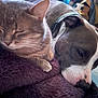 Kayser participe au concours pour gagner de l'argent avec cette photo : cat, dog, sleeping, resting, tabby_cat, blanket, pet, indoor, closeup, fur, animal, companion, cozy, relaxed, domestic, mammal, brown, white, purple_blanket, home