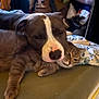 Kayser a rejoint le concours — aidez-le/la à gagner de superbes lots ! dog, cat, sleeping, resting, cozy, indoor, pets, friendship, animal, snuggling, bed, pillow, furniture, companions, relaxed, cute, domestic, warm, comfort, brown
