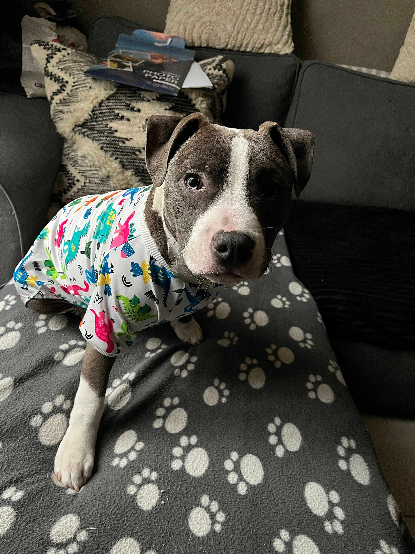 Kayser a rejoint le concours — aidez-le/la à gagner de superbes lots ! puppy, dog, pet, clothing, dinosaur_print, blanket, paw_print, couch, pillow, indoor, animal, cute, looking_at_camera, fur, ears, snout, living_room, cozy, home, young_dog