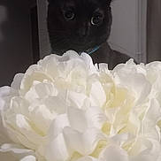 Bagheera participe au concours pour gagner de l'argent avec cette photo : black_cat, cat, flower, white_flower, indoor, close_up, curious, pet, animal, whiskers, collar, soft_light, feline, plant, blurred_background, household, cute, domestic_cat, floral, nature