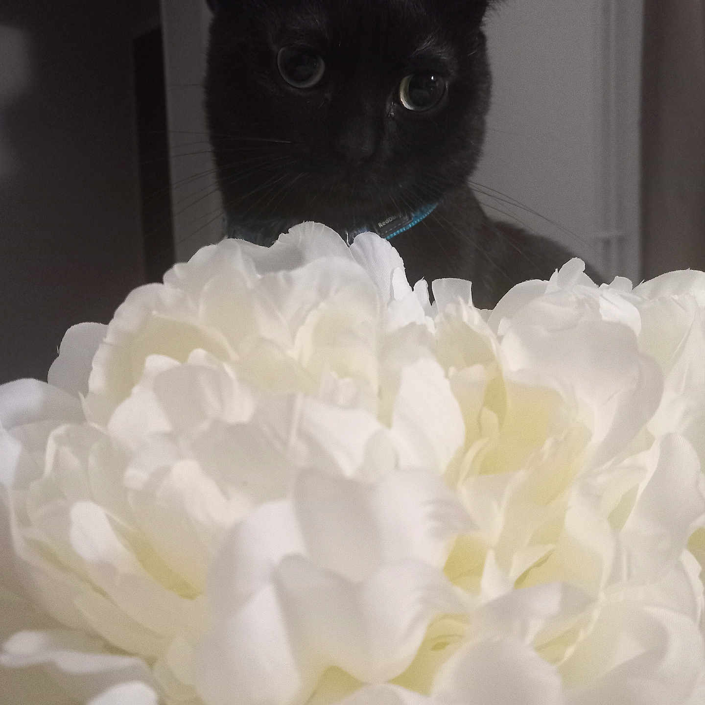 Bagheera participe au concours pour gagner de l'argent avec cette photo : animal, black_cat, blurred_background, cat, close_up, collar, curious, cute, domestic_cat, feline, floral, flower, household, indoor, nature, pet, plant, soft_light, whiskers, white_flower