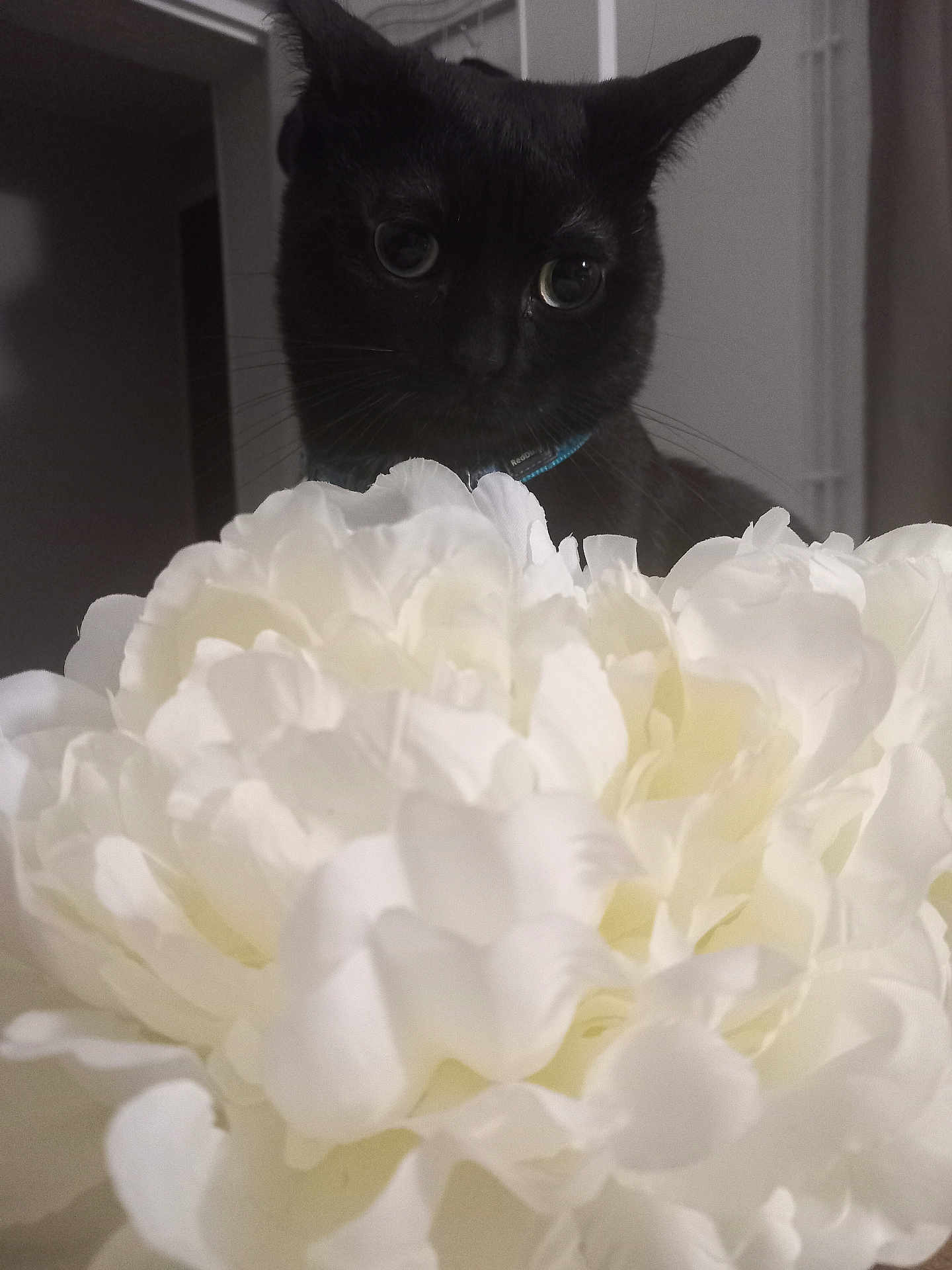 Bagheera participe au concours pour gagner de l'argent avec cette photo : black_cat, cat, flower, white_flower, indoor, close_up, curious, pet, animal, whiskers, collar, soft_light, feline, plant, blurred_background, household, cute, domestic_cat, floral, nature