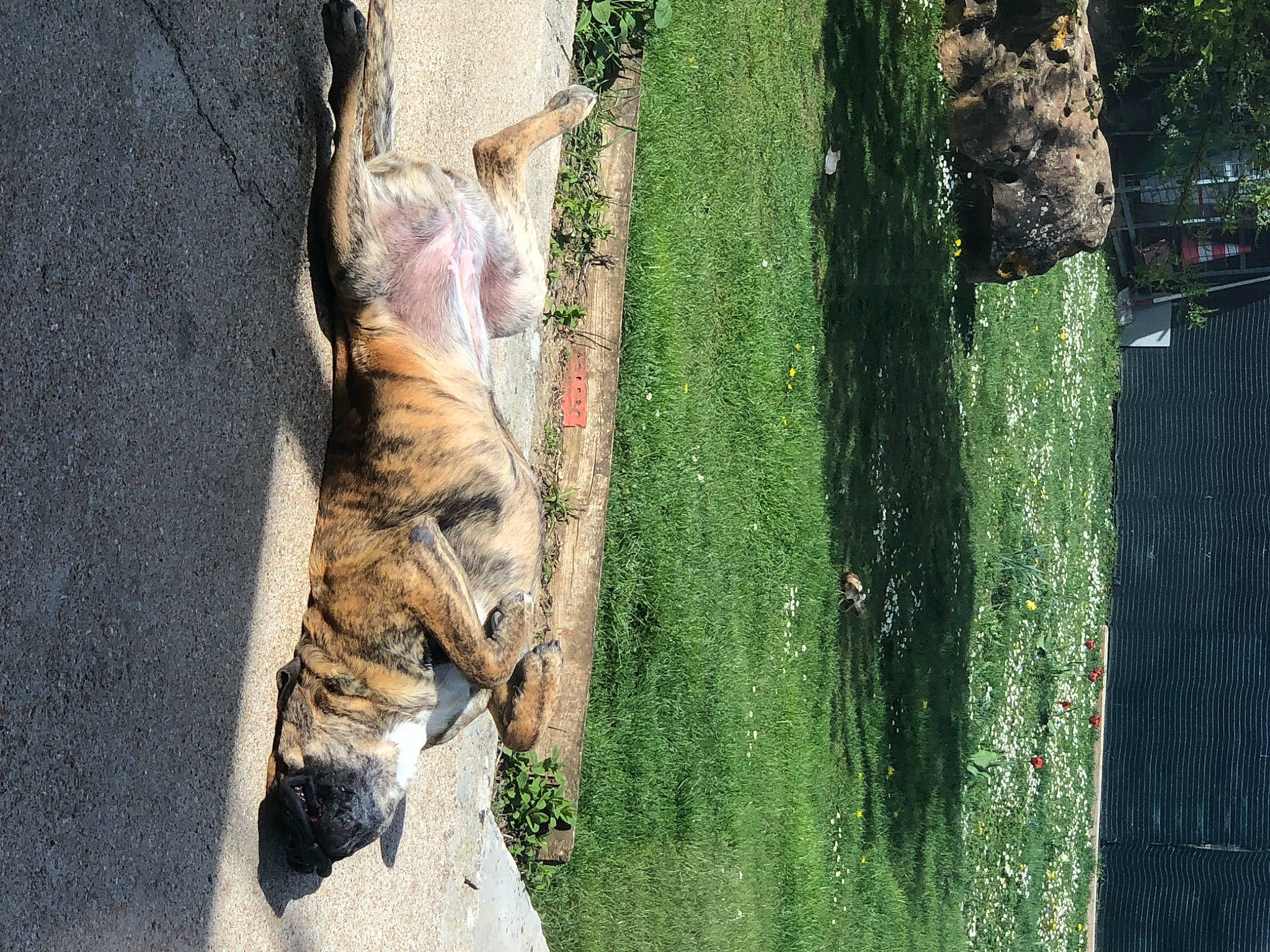 Orphée participe au concours pour gagner de l'argent avec cette photo : big_cats, branch, carnivore, cat, fawn, felidae, fur, grass, organism, plant, small_to_medium_sized_cats, snout, tail, terrestrial_animal, terrestrial_plant, tree, trunk, whiskers, wood, woody_plant