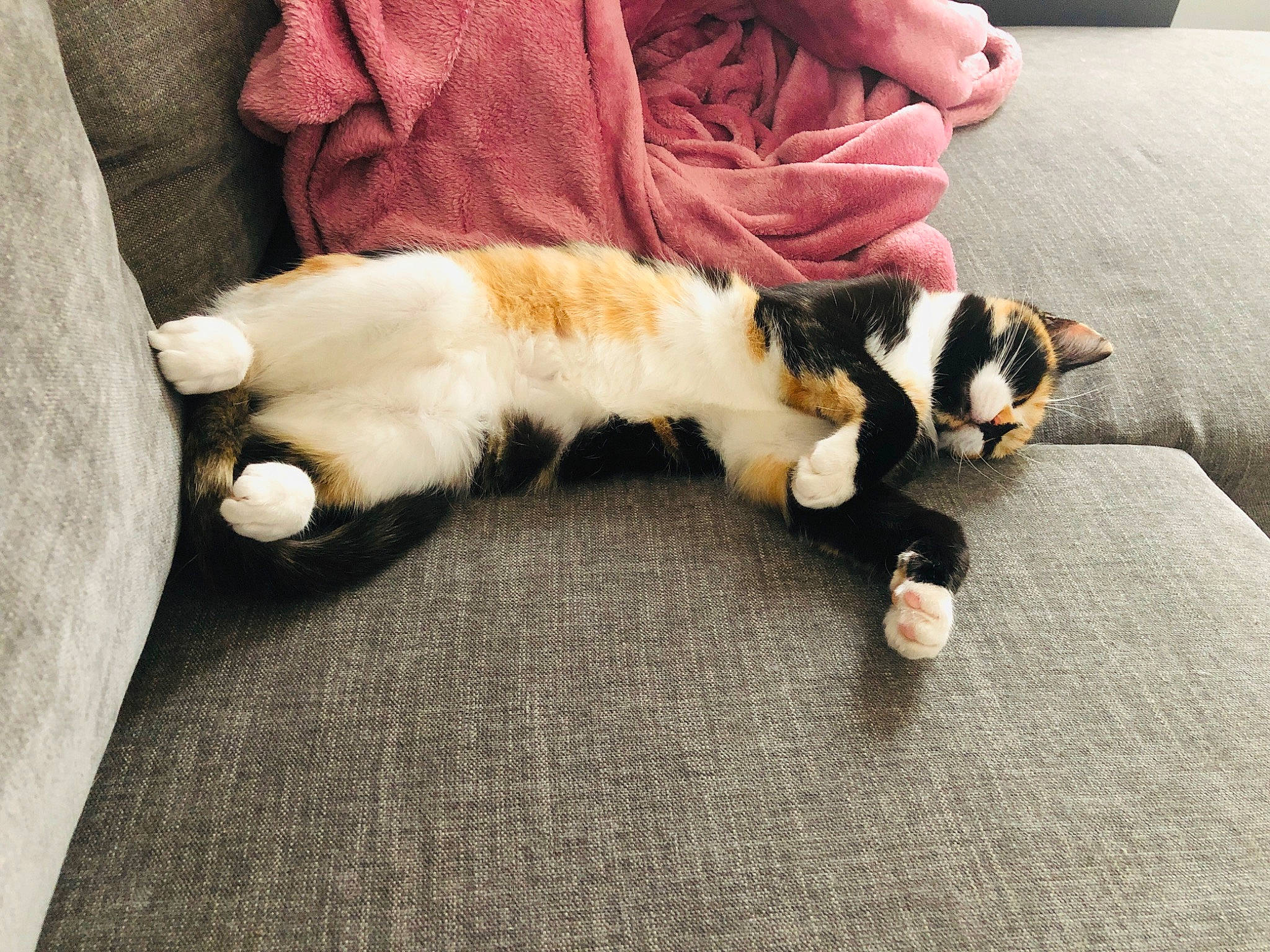 Kiara a rejoint le concours — aidez-le/la à gagner de superbes lots ! carnivore, cat, claw, domestic_short_haired_cat, european_shorthair, felidae, floor, fur, kitten, leg, paw, play, polydactyl_cat, small_to_medium_sized_cats, tail, whiskers