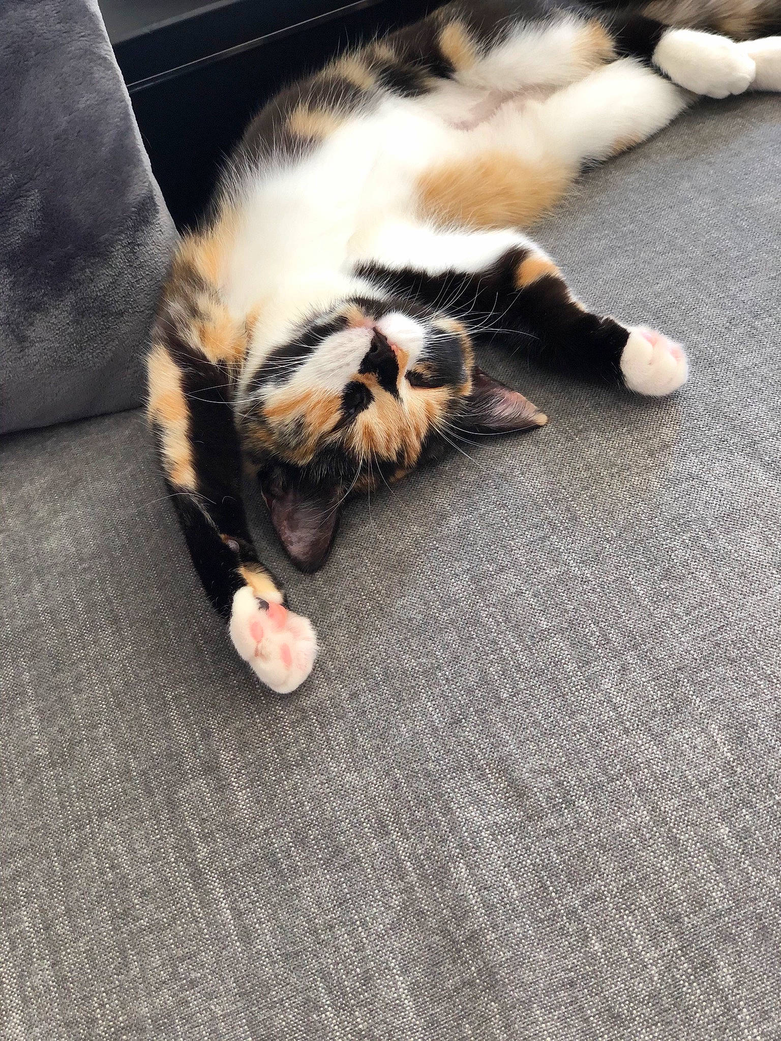 Kiara a rejoint le concours — aidez-le/la à gagner de superbes lots ! carnivore, carpet, cat, claw, domestic_short_haired_cat, european_shorthair, eye, felidae, floor, flooring, fur, kitten, paw, polydactyl_cat, sand, small_to_medium_sized_cats, tabby_cat, tail, whiskers, wood