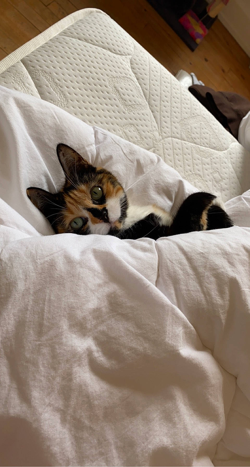 Kiara participe au concours pour gagner de l'argent avec cette photo : bed, bed_sheet, bedding, bedroom, brown, carnivore, cat, comfort, domestic_short_haired_cat, duvet, fawn, felidae, fur, grey, linens, small_to_medium_sized_cats, tail, textile, whiskers, wood